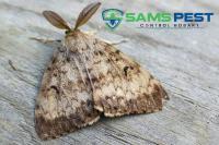 Sams Moth Control Hobart image 9
